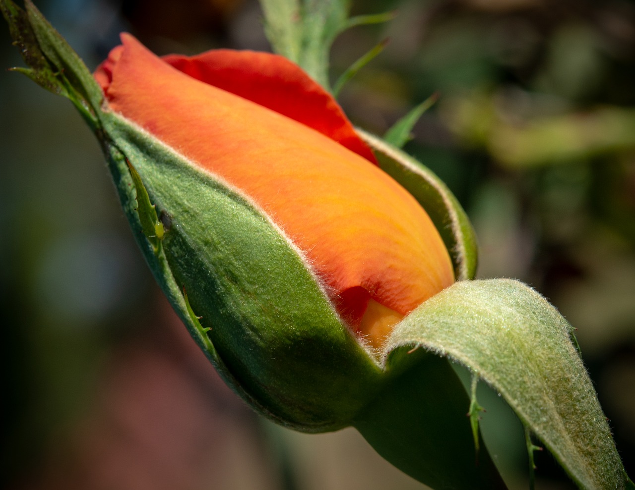 orange  flower  rose free photo