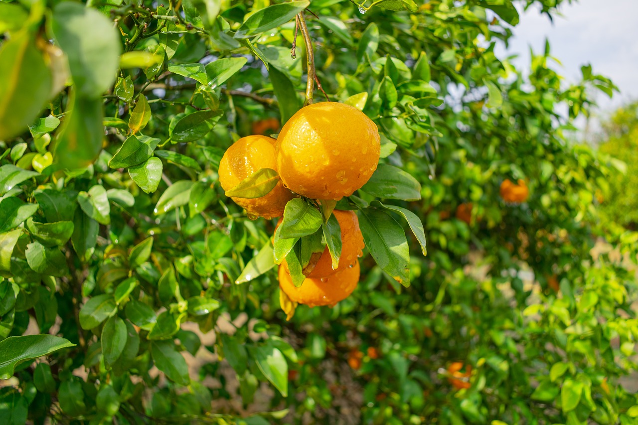 orange  landscape  yellow free photo