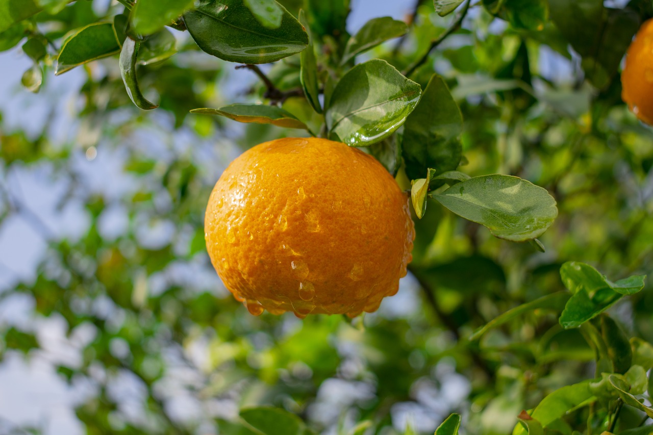 orange  outdoors  colorful free photo