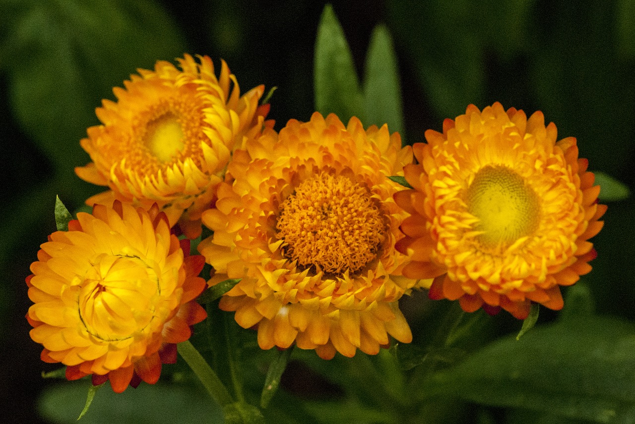 orange  bloom  garden free photo