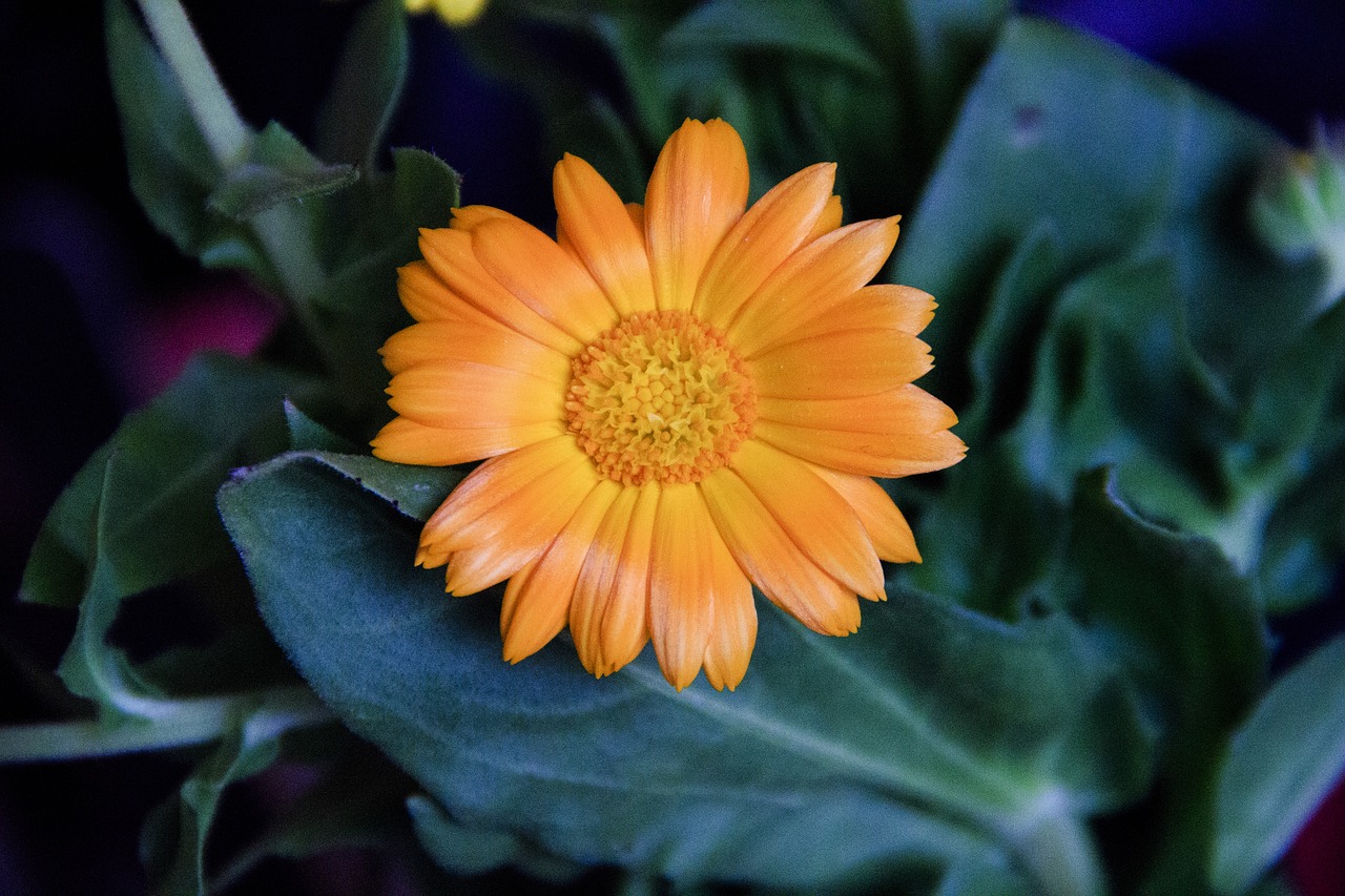orange  flower  macro free photo