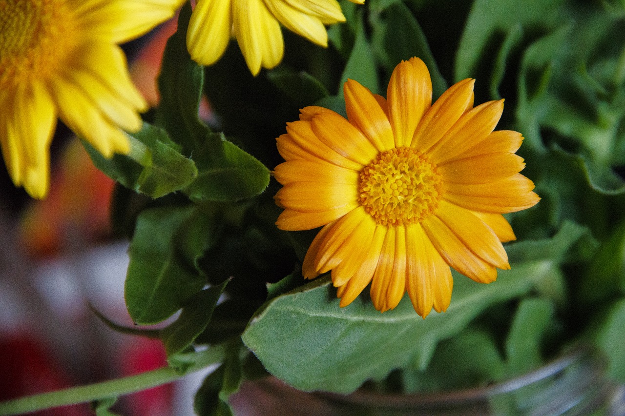 orange  flower  bloom free photo