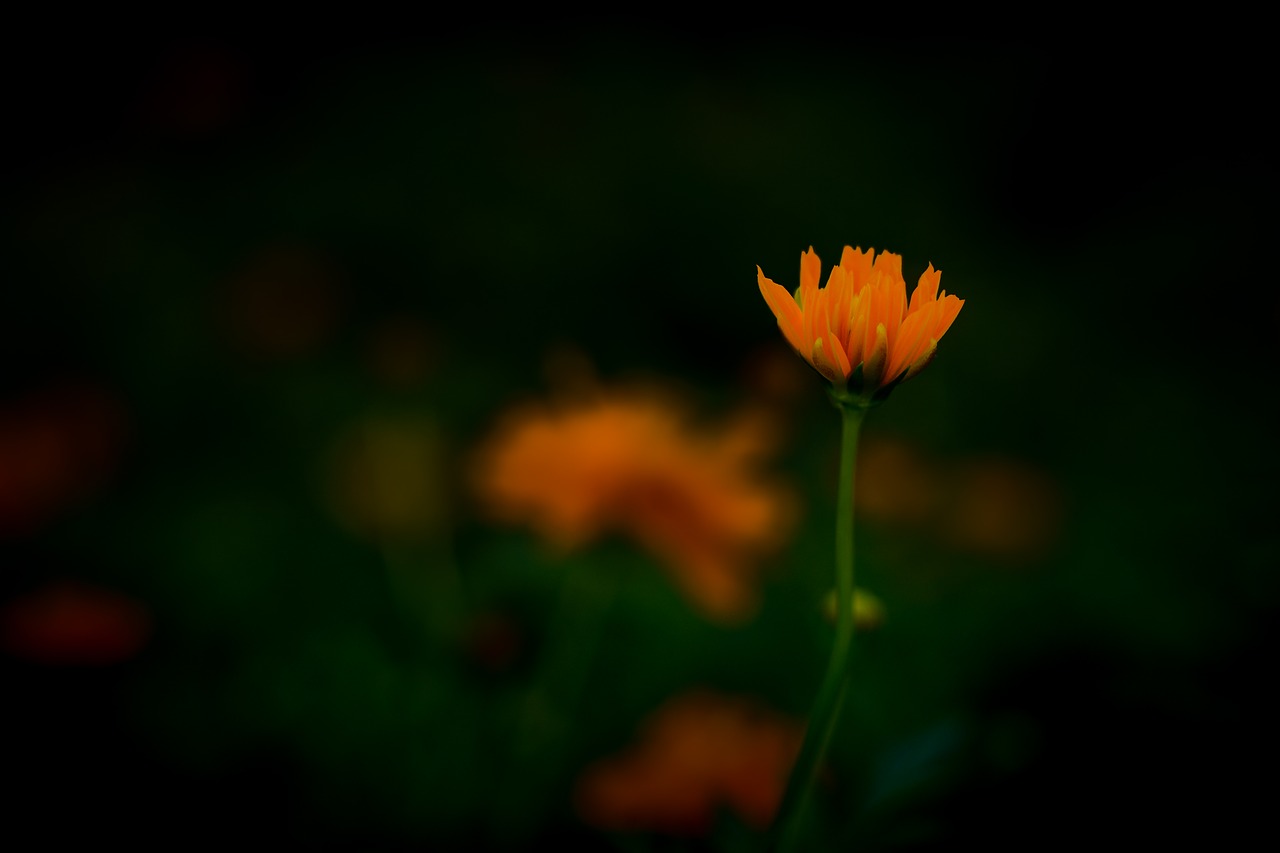 orange  flower  bloom free photo