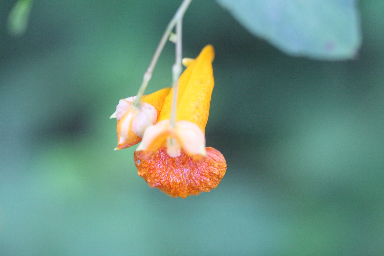 orange  flower  bloom free photo