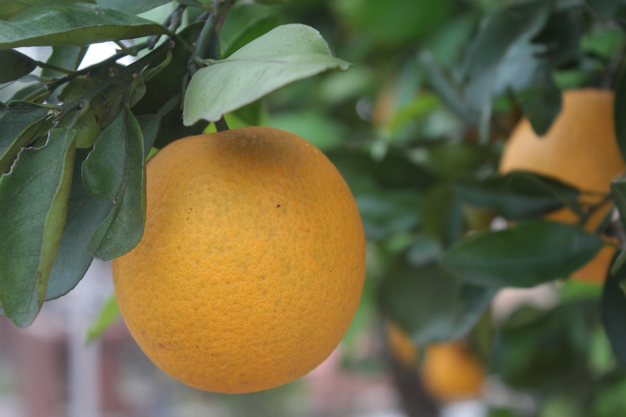 orange  fruit  tree free photo