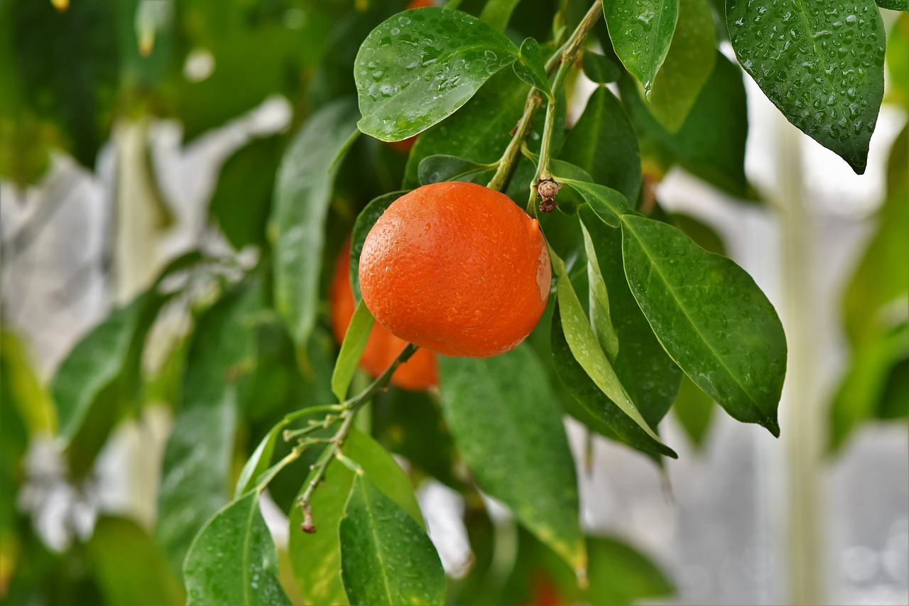 orange  orange tree  citrus fruit free photo