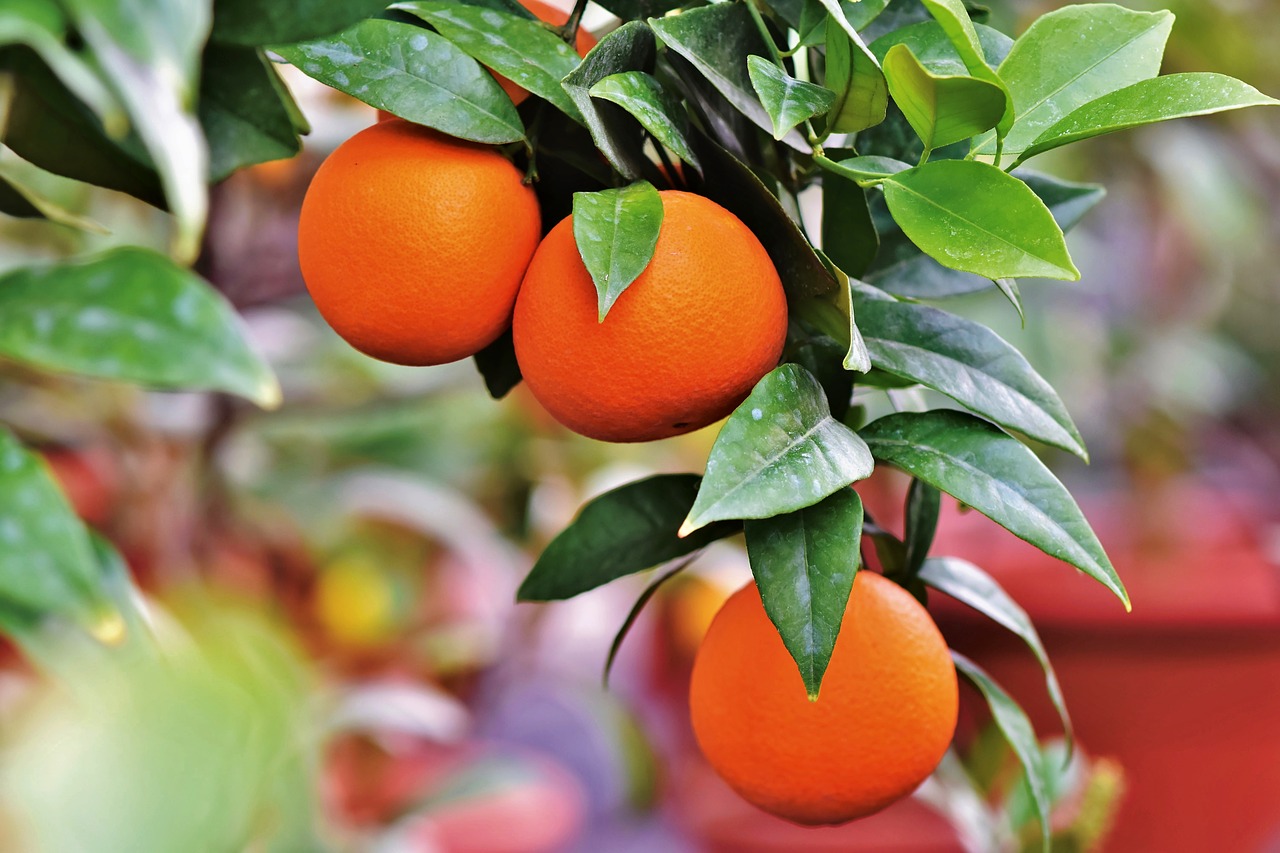 orange  orange tree  citrus fruit free photo