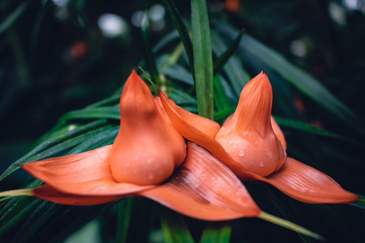 orange  flower  leaves free photo