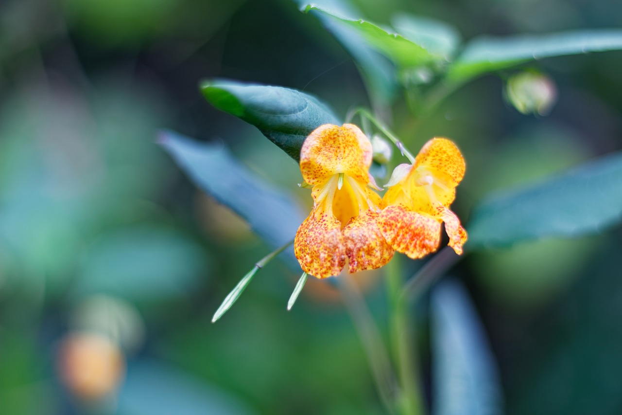 orange  flower  spotted touch-me-not free photo