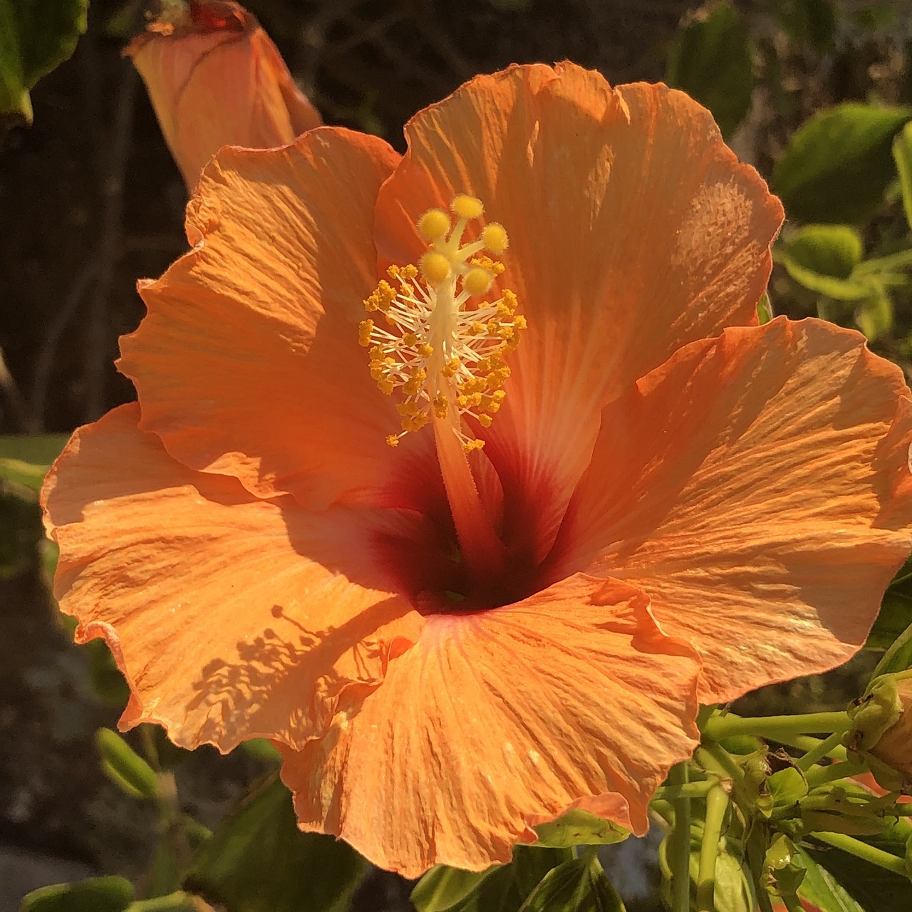 orange  flower  summer free photo