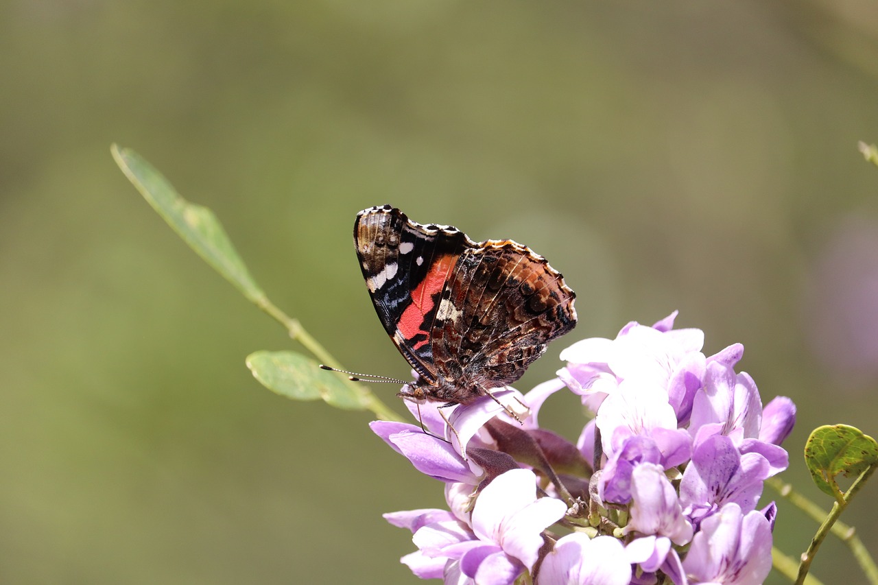 orange  brown  butterfly free photo