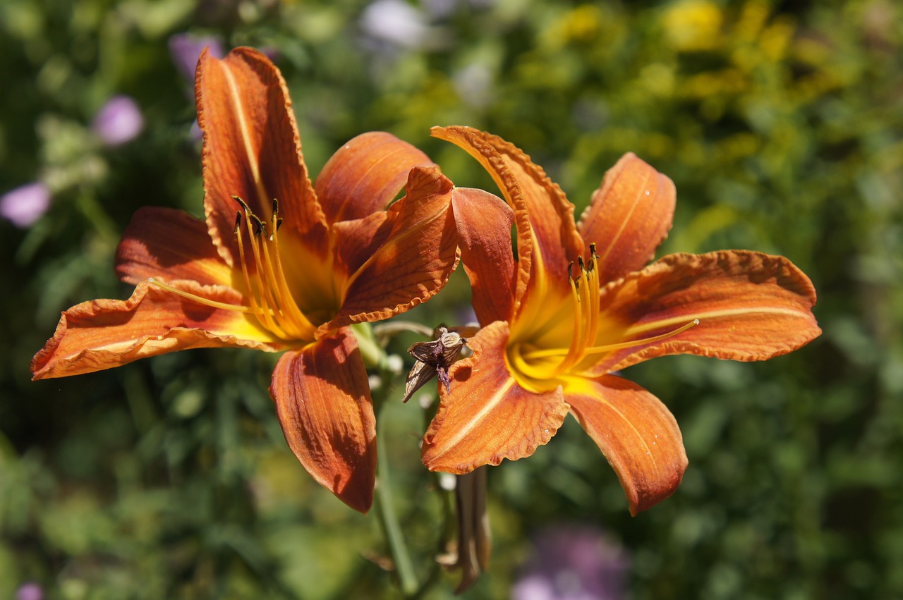 orange  flower  garden free photo