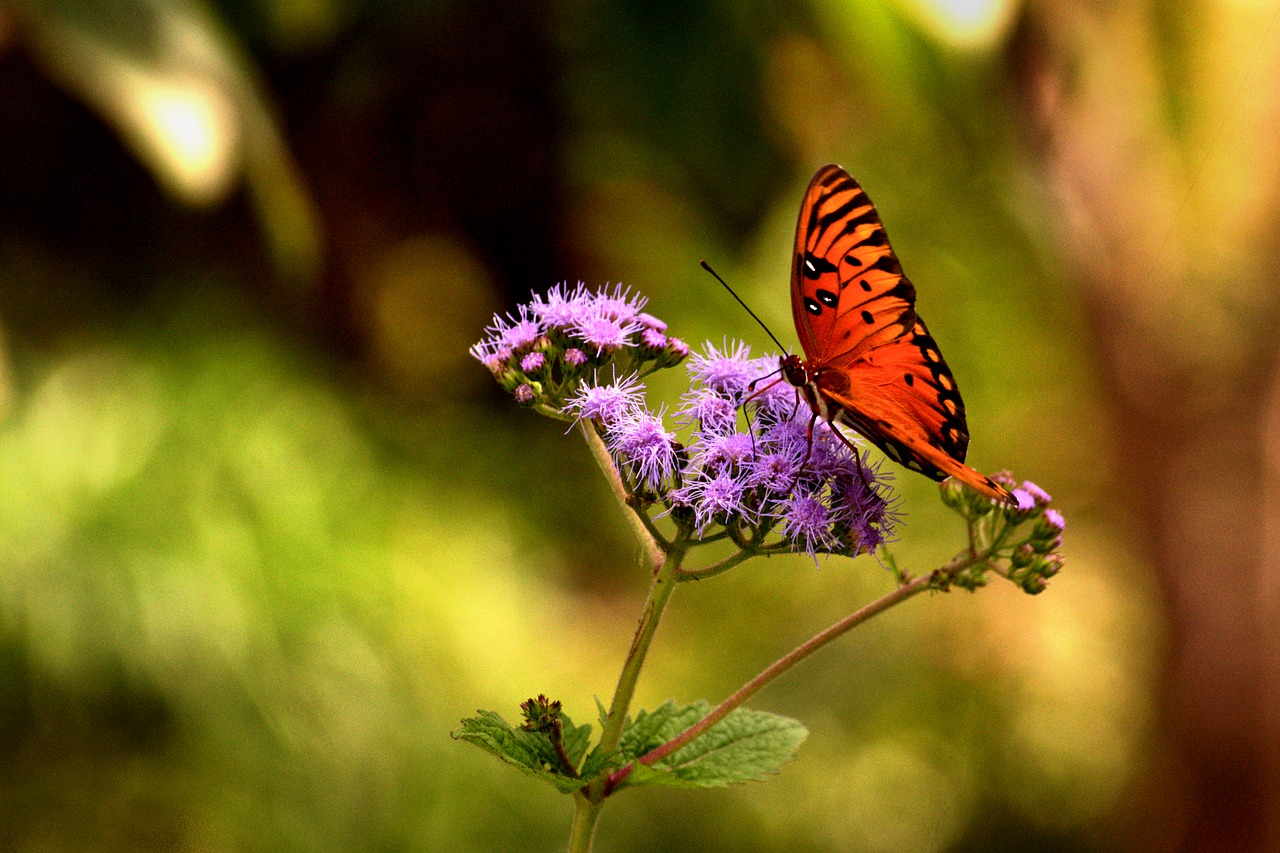 orange  butterfly  insect free photo