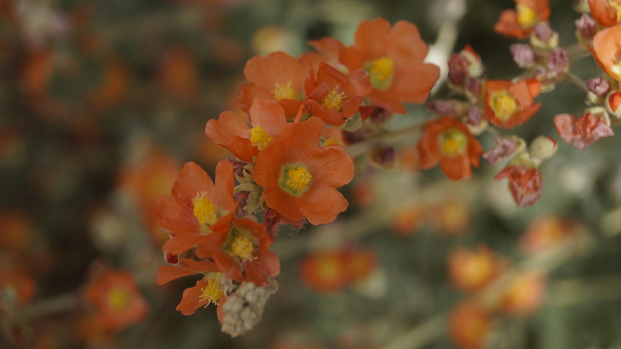 orange  flower  bloom free photo