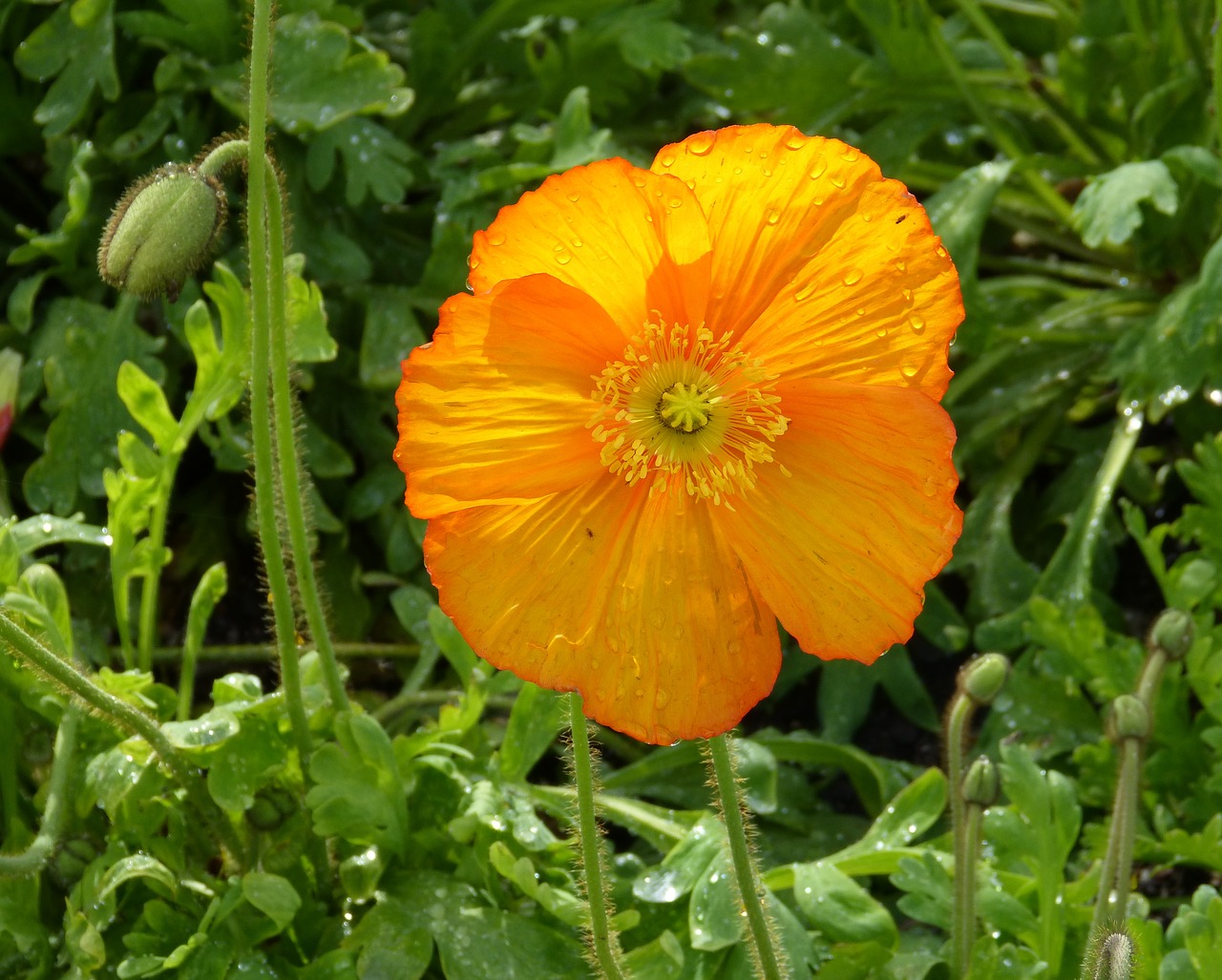 orange  poppy  flower free photo