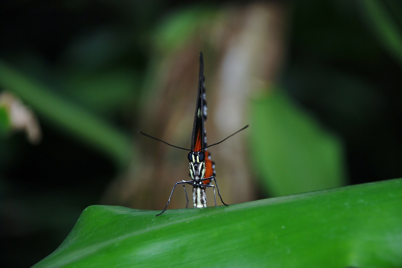 orange butterfly bug free photo