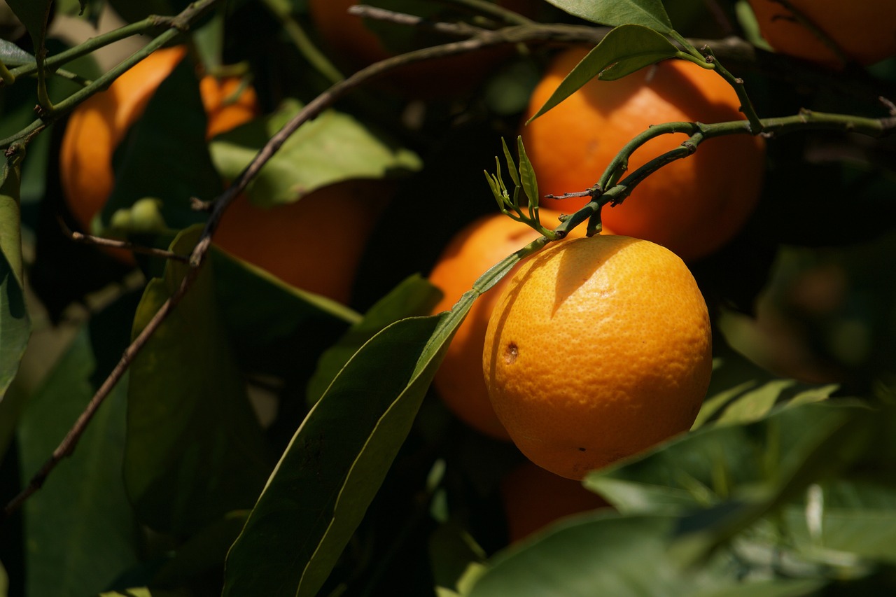 orange  citrus sinensis  citrus fruit free photo