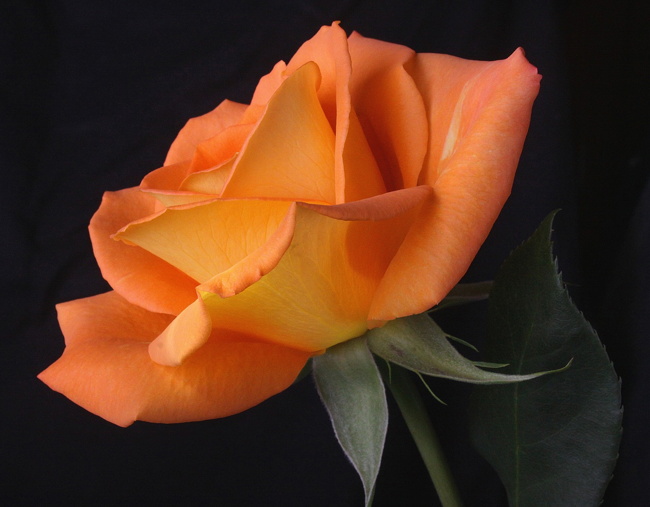 orange  rose  flower free photo