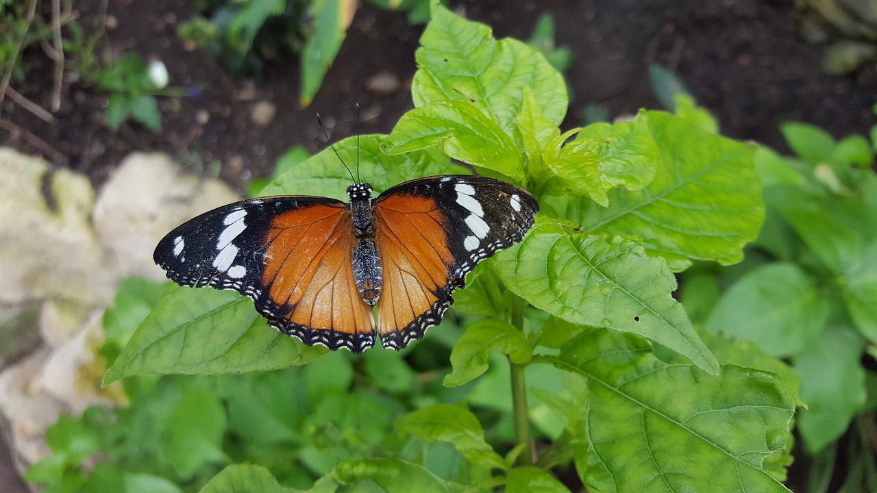 orange  black  butterfly free photo