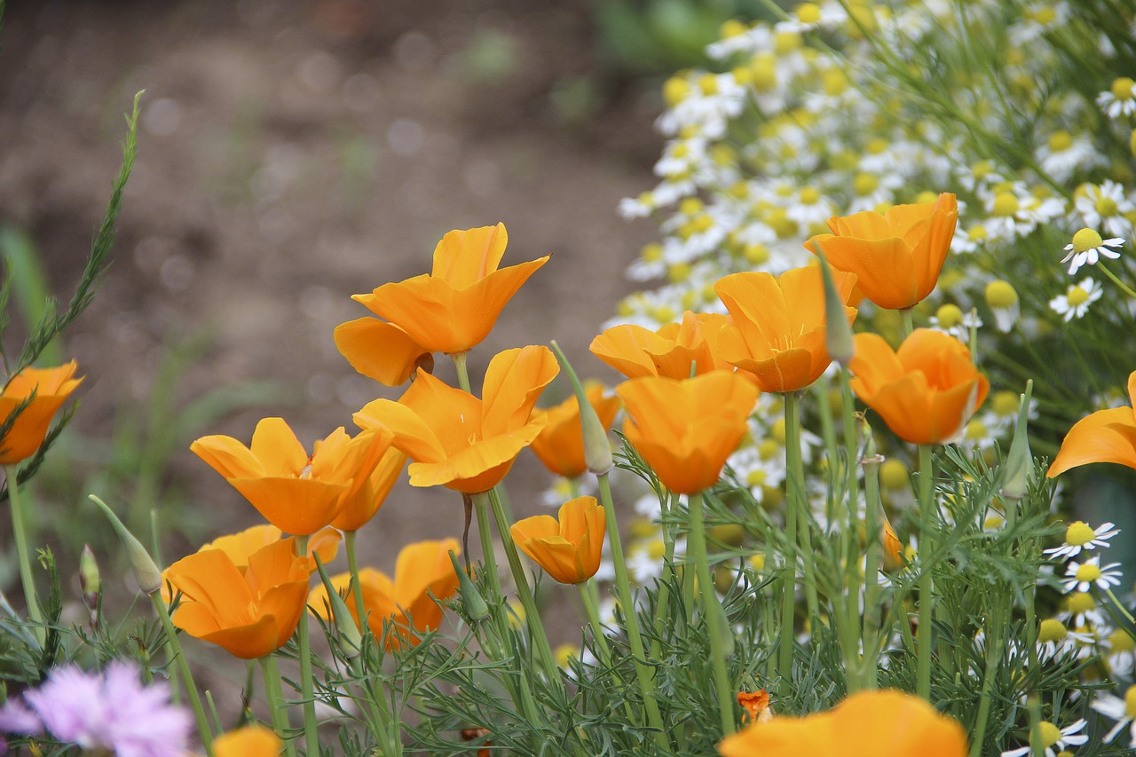 orange  flowers  flower free photo