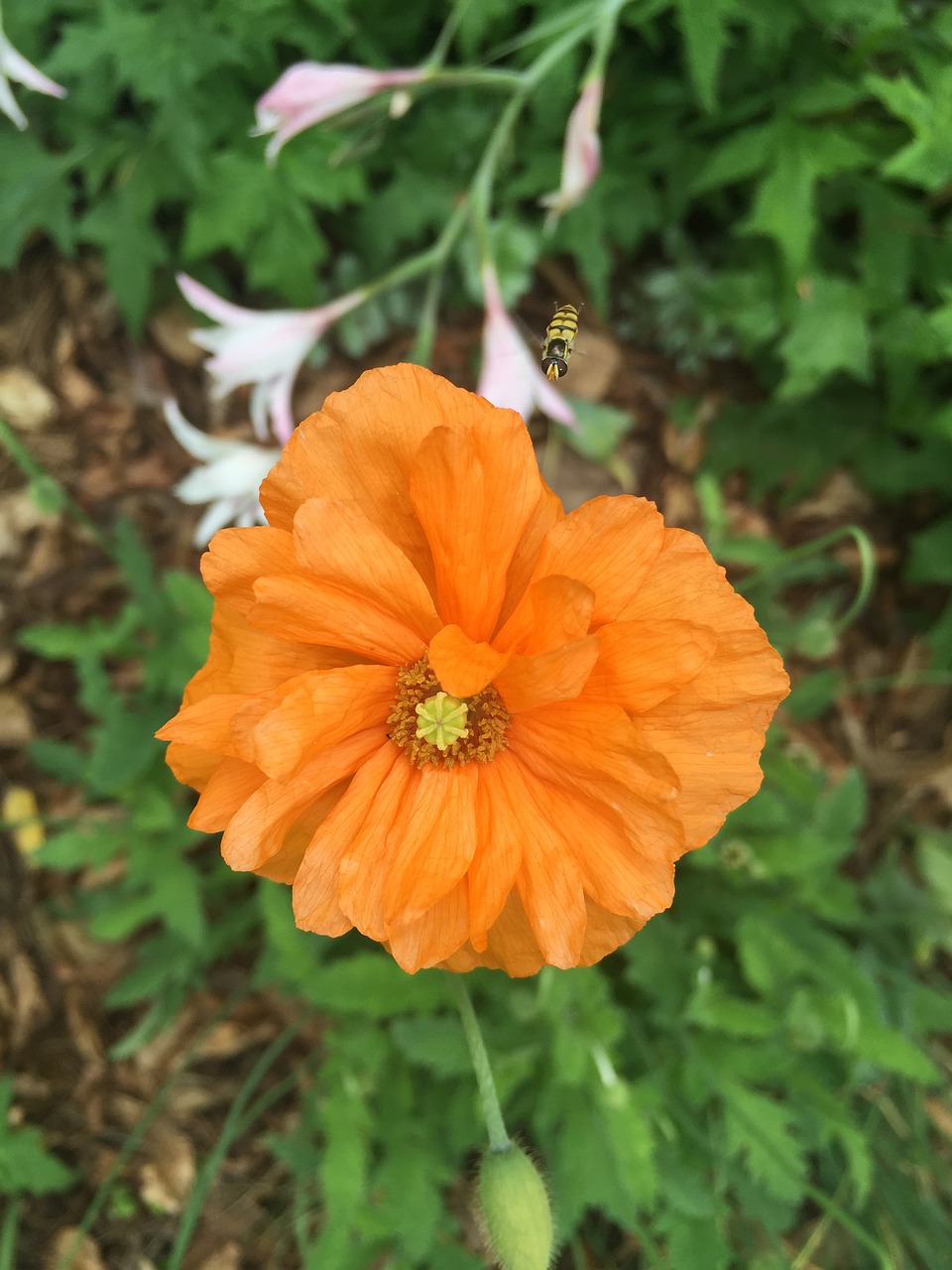 orange  bloom  flower free photo