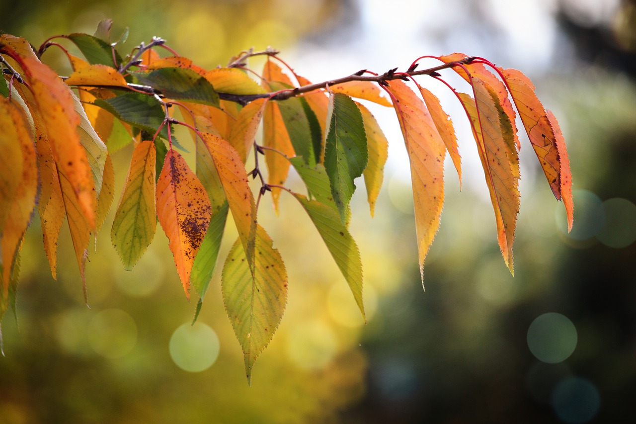 orange  yellow  bokeh free photo