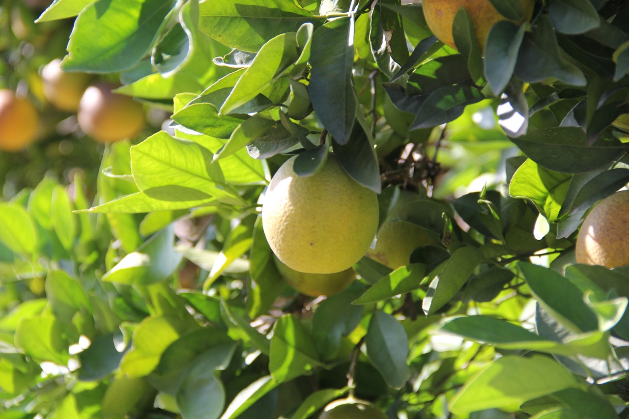 orange tree fruit free photo