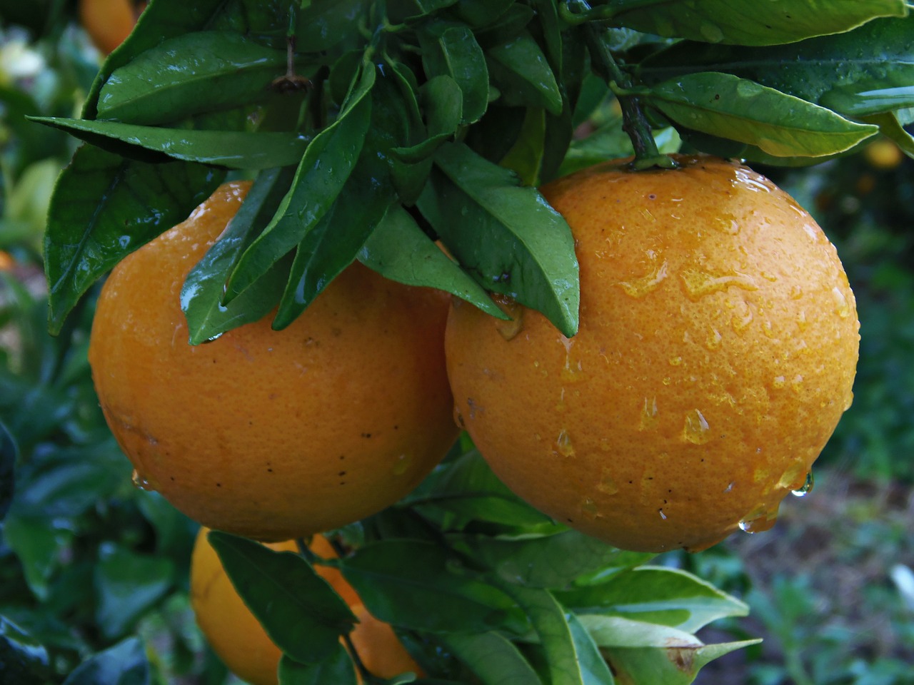 orange naranjo rain free photo
