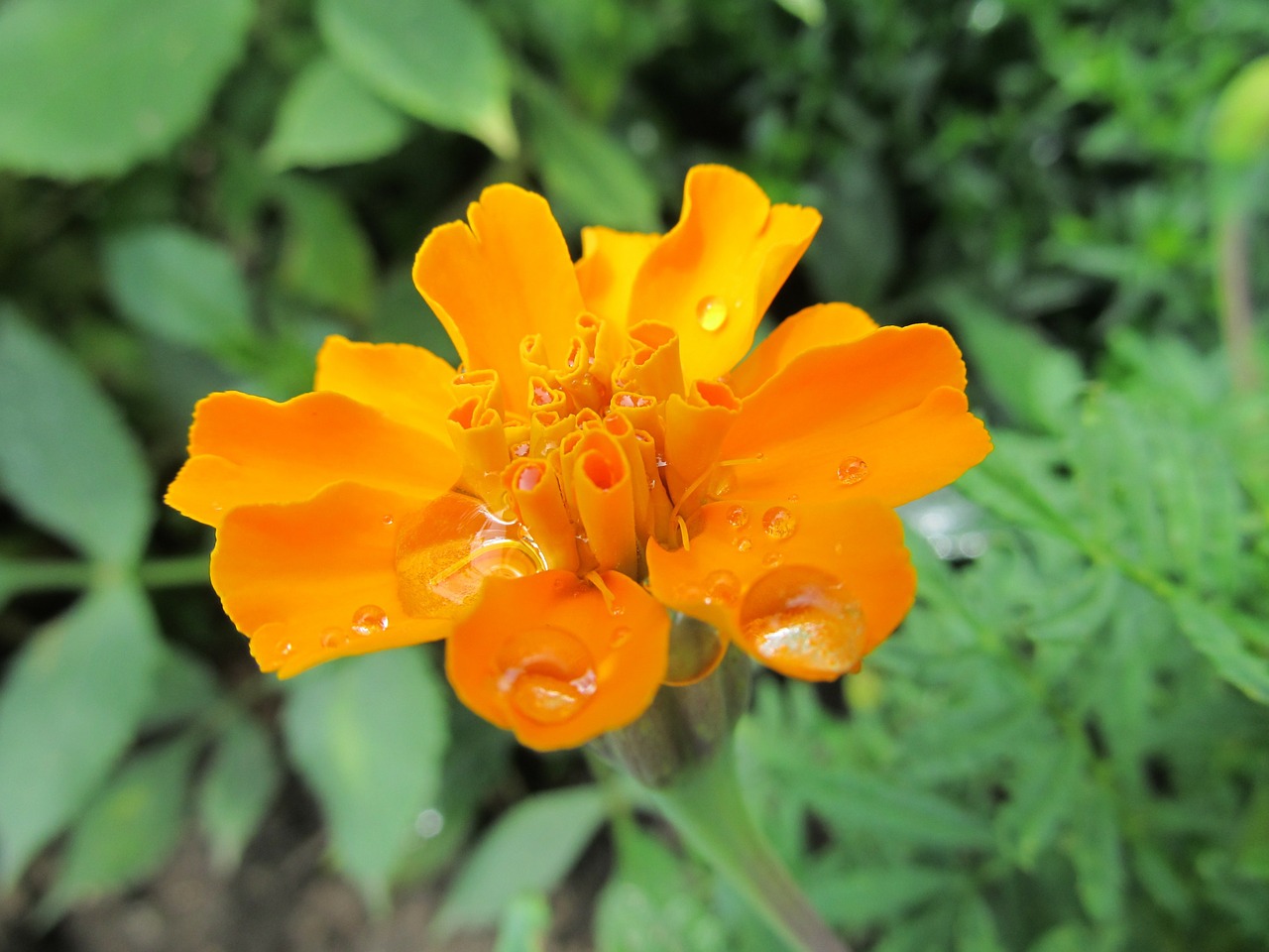 orange plant flower free photo