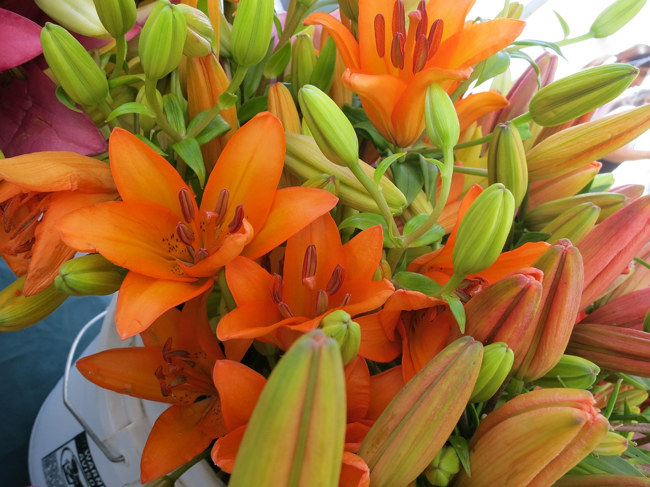 orange lilies flowers free photo