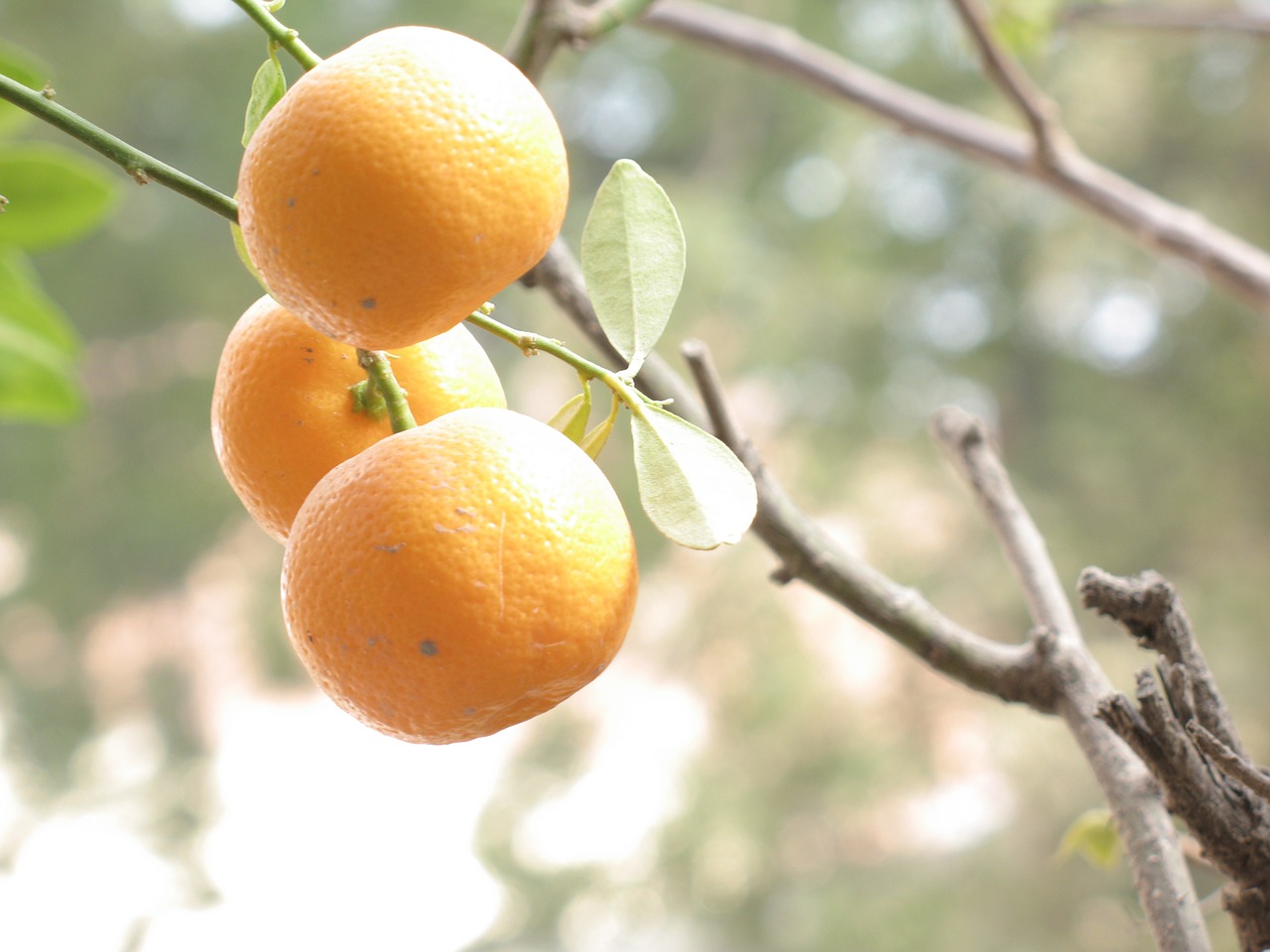 orange fruit plant free photo