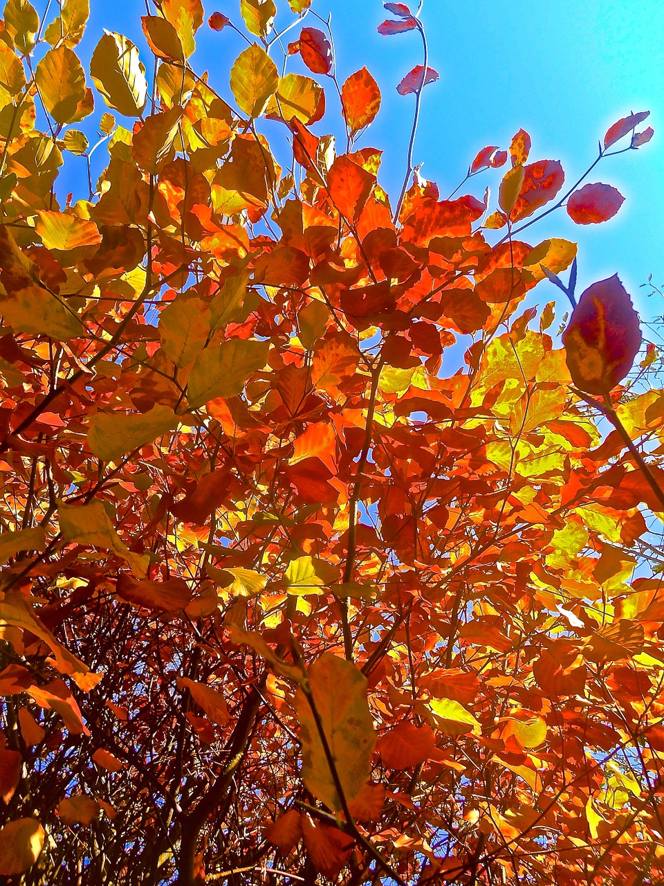 orange yellow bush free photo