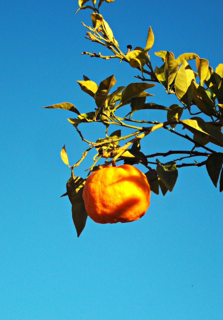 orange citrus tree free photo