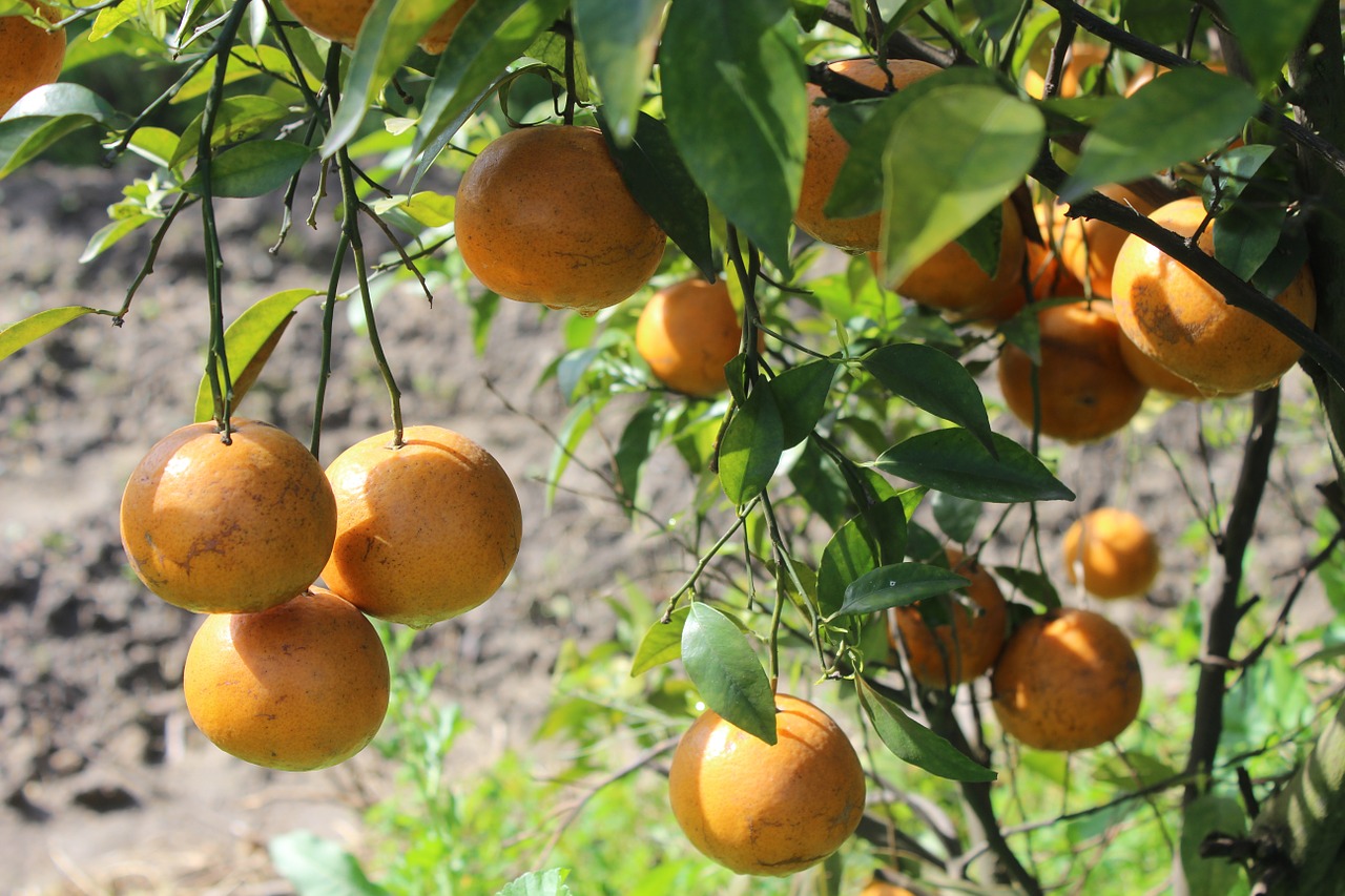 orange garden patiala free photo