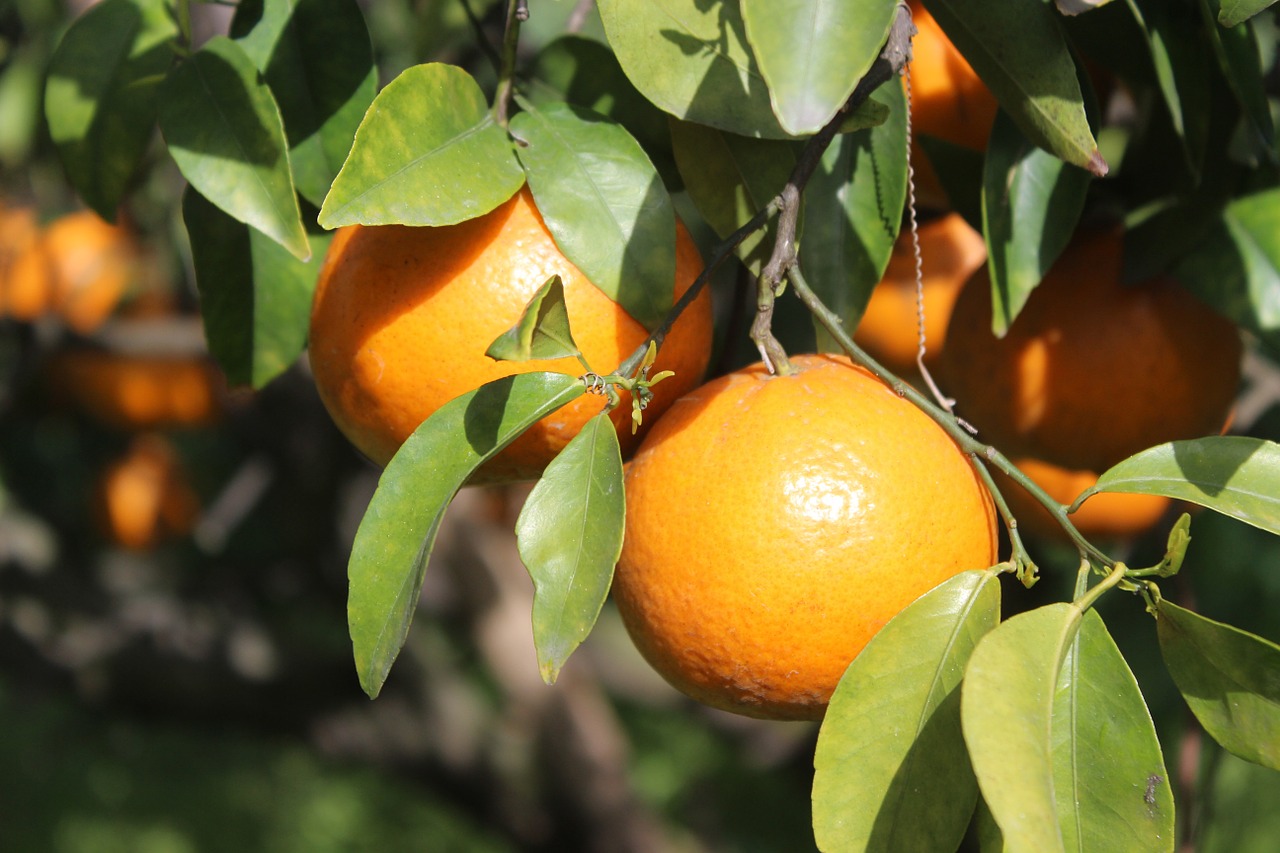 orange garden patiala free photo