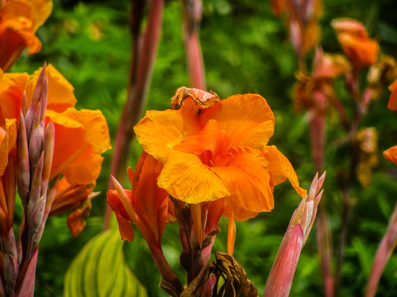 orange flowers garden free photo