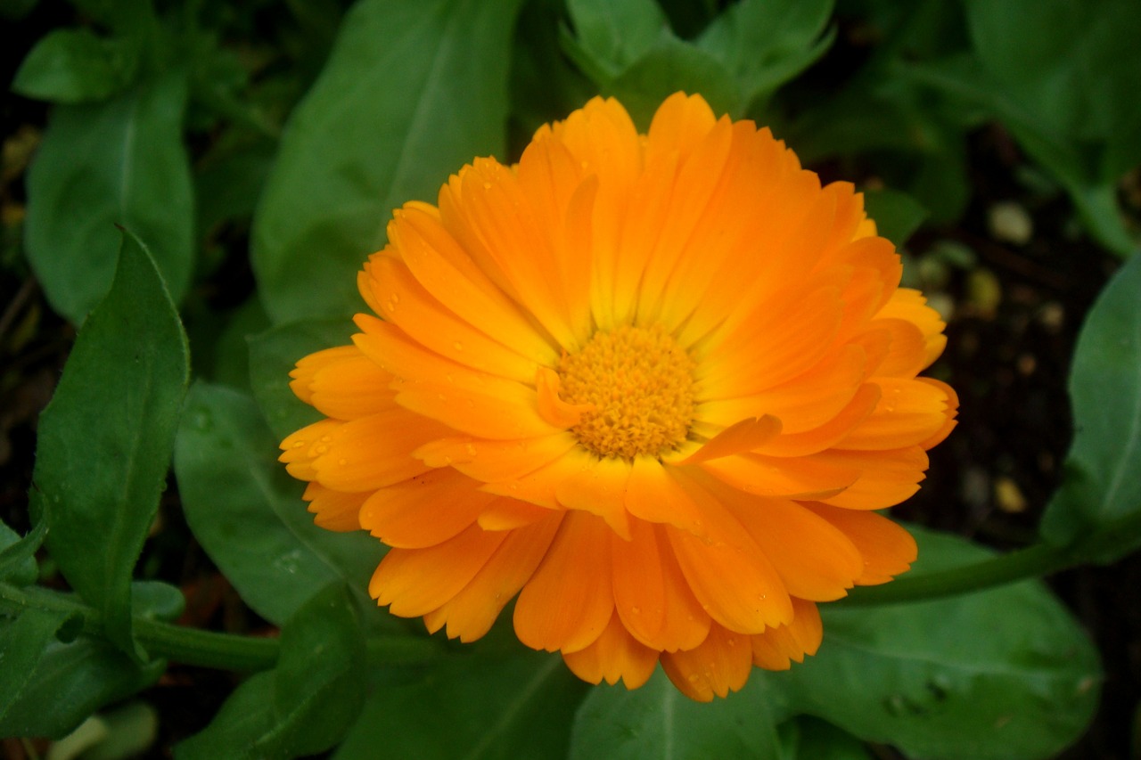 orange flower petals free photo