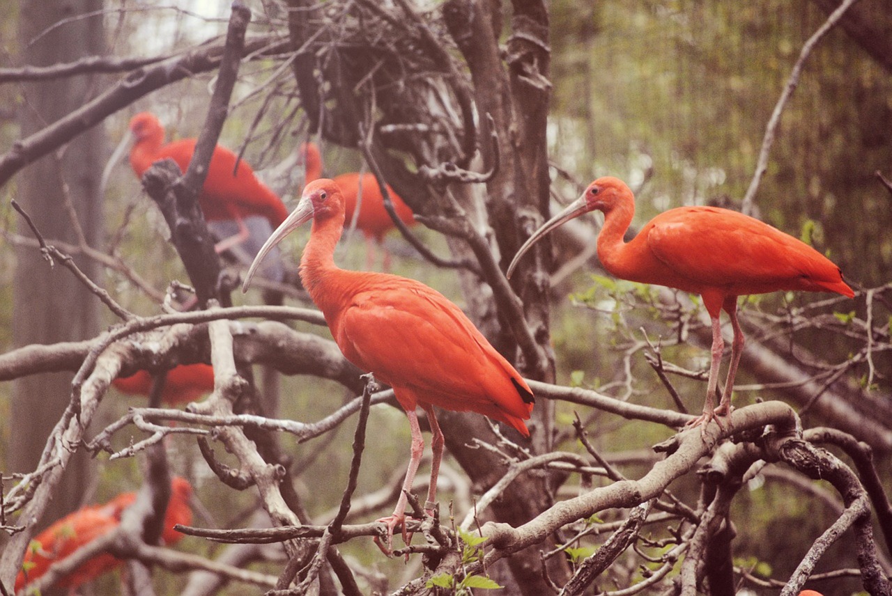 orange birds nature free photo