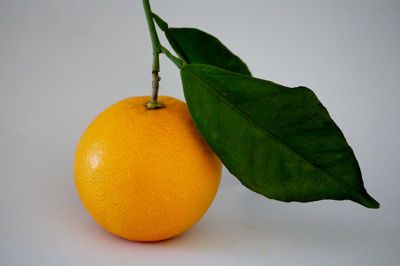 orange branch vitamin c free photo