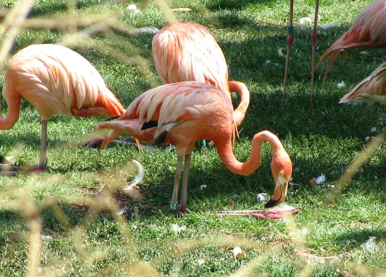 orange flamingos animal free photo