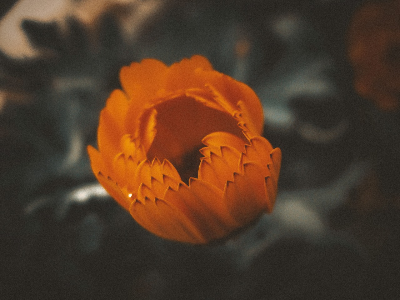 orange flower nature free photo