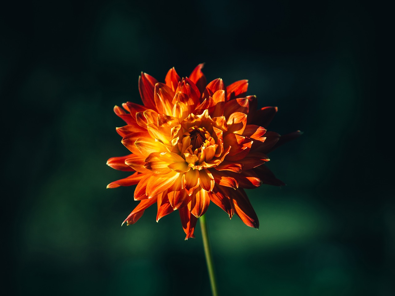 orange flower nature free photo