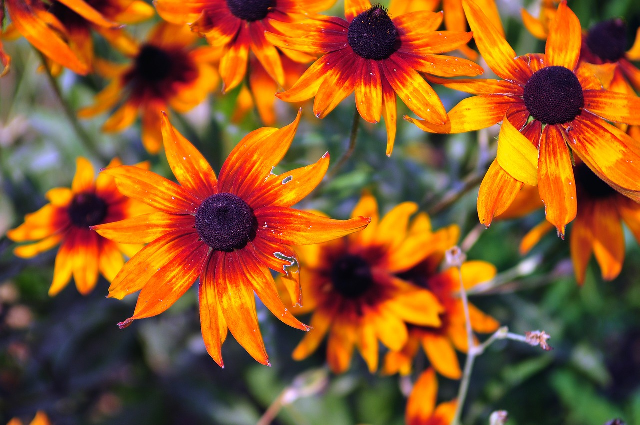 orange flowers nature free photo