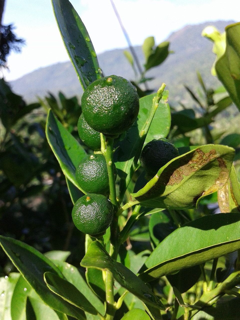 orange green limon free photo