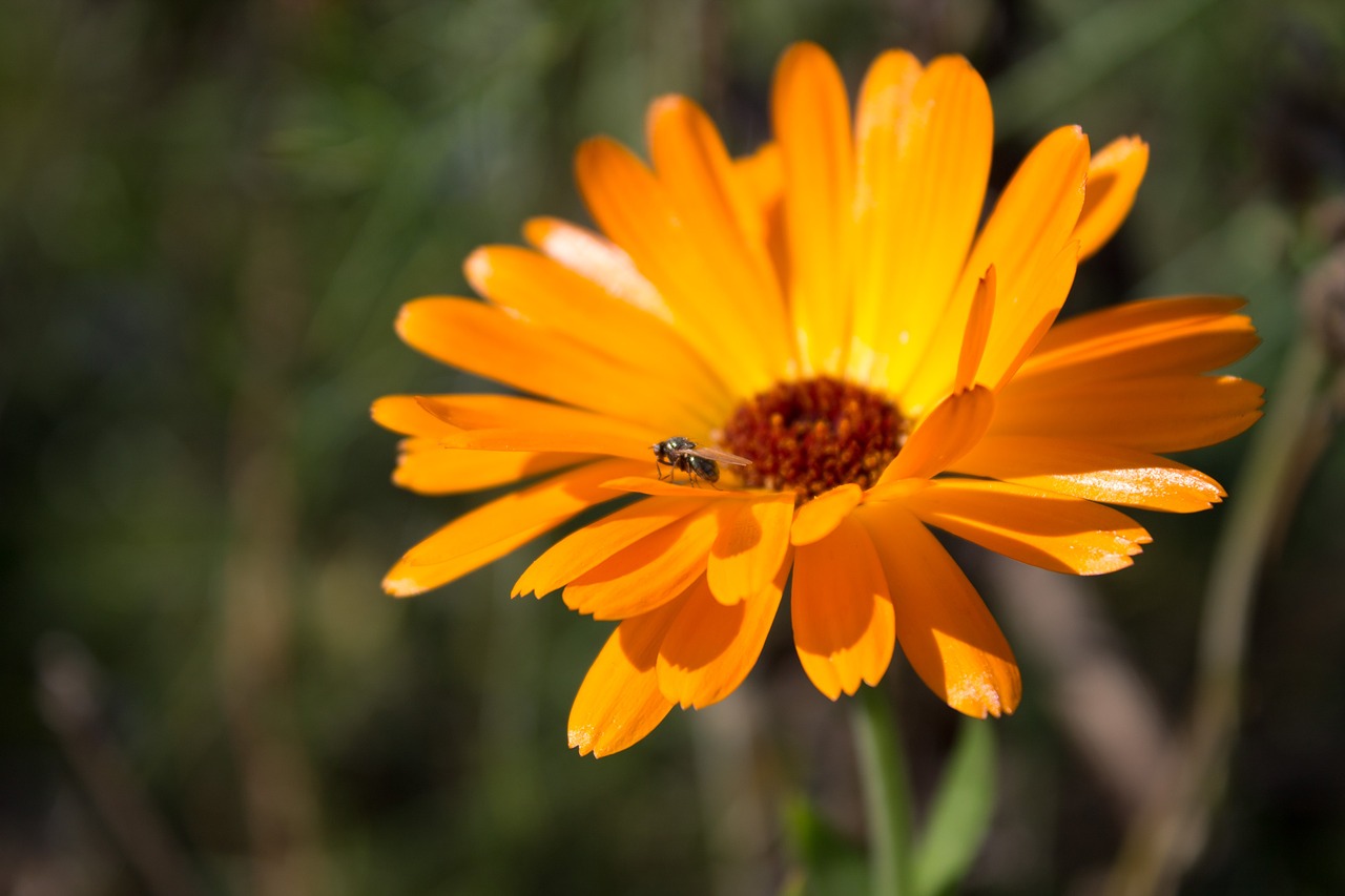 orange insect fly free photo