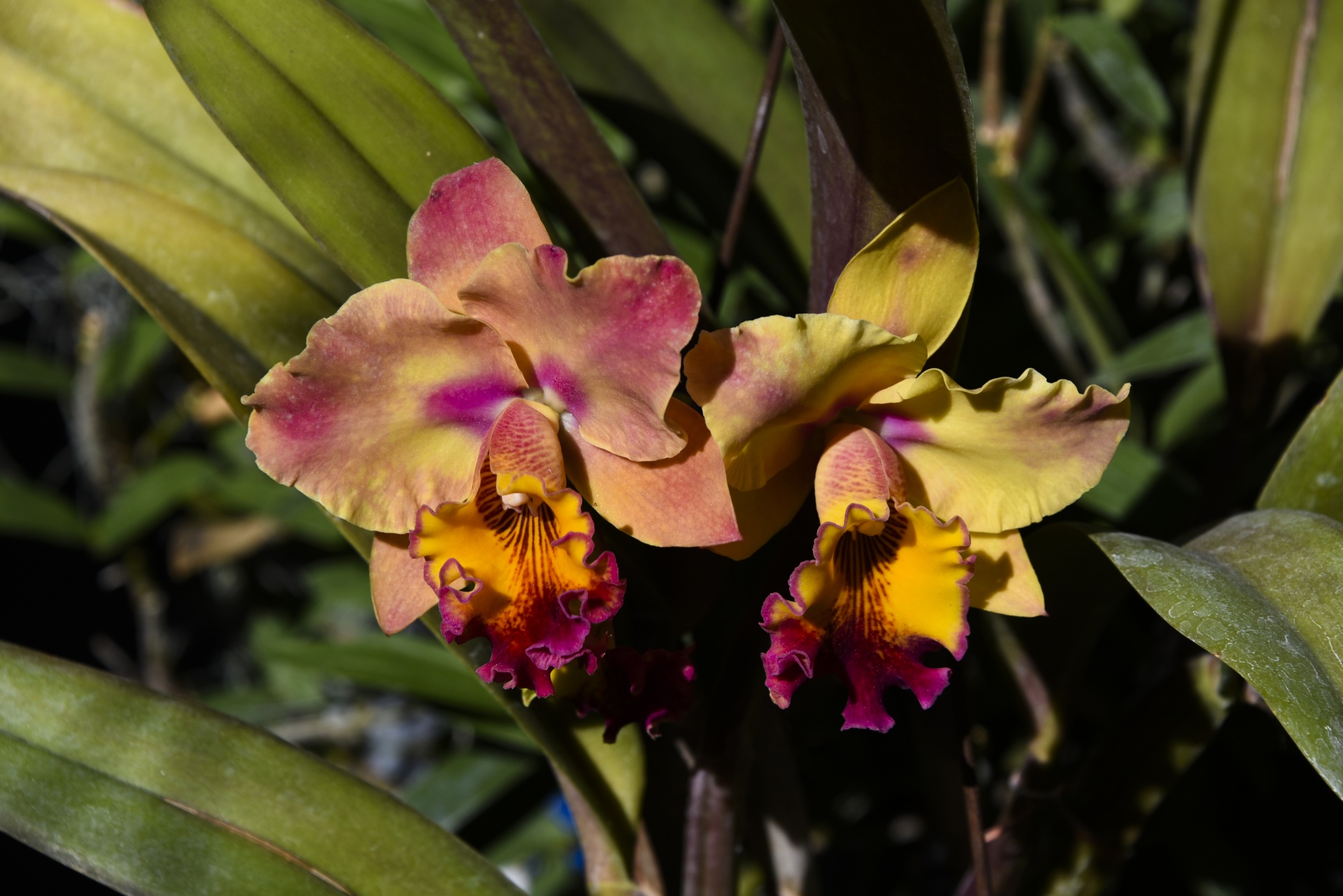 orchid pink orange free photo