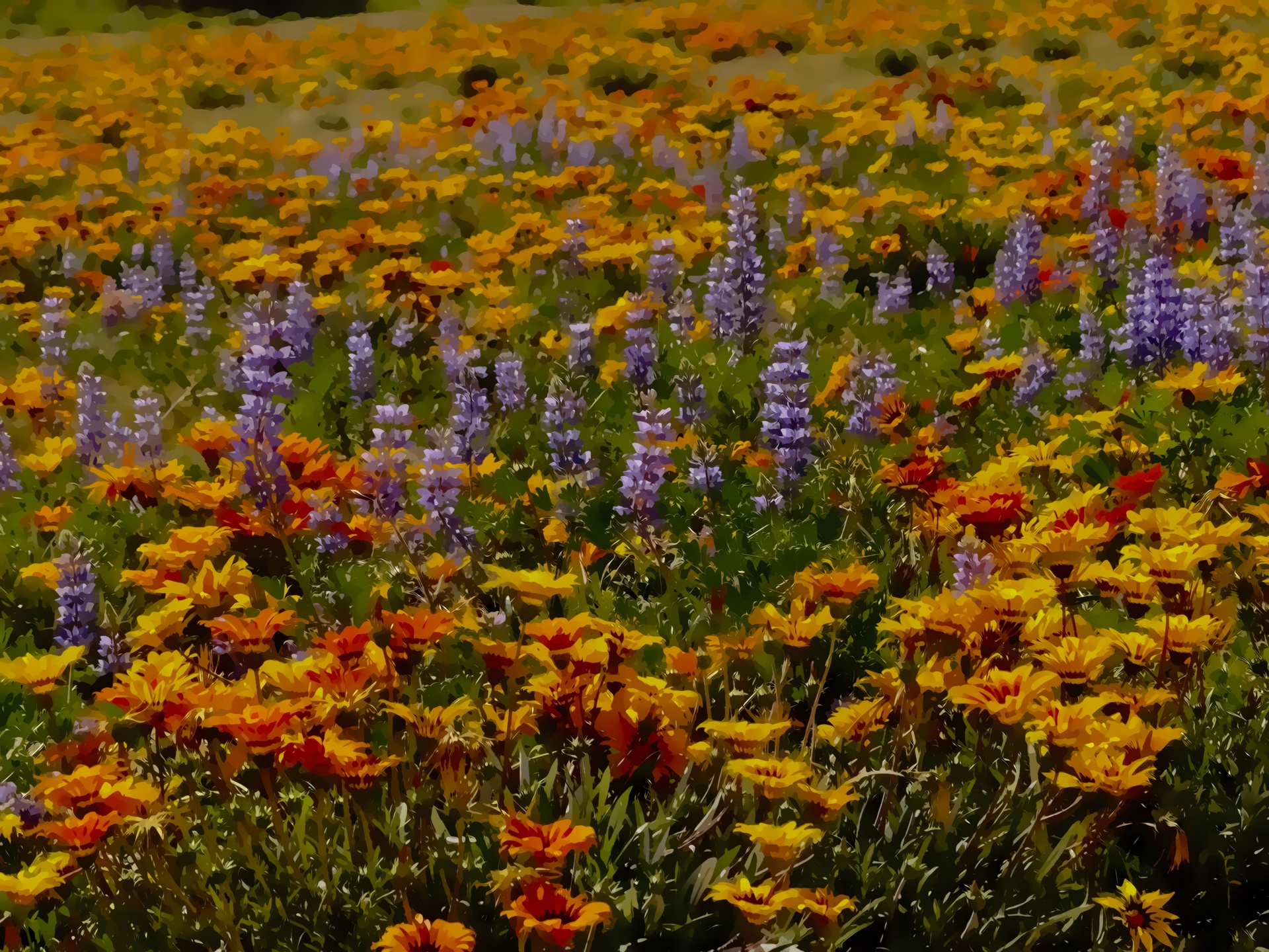 spring flowers orange free photo