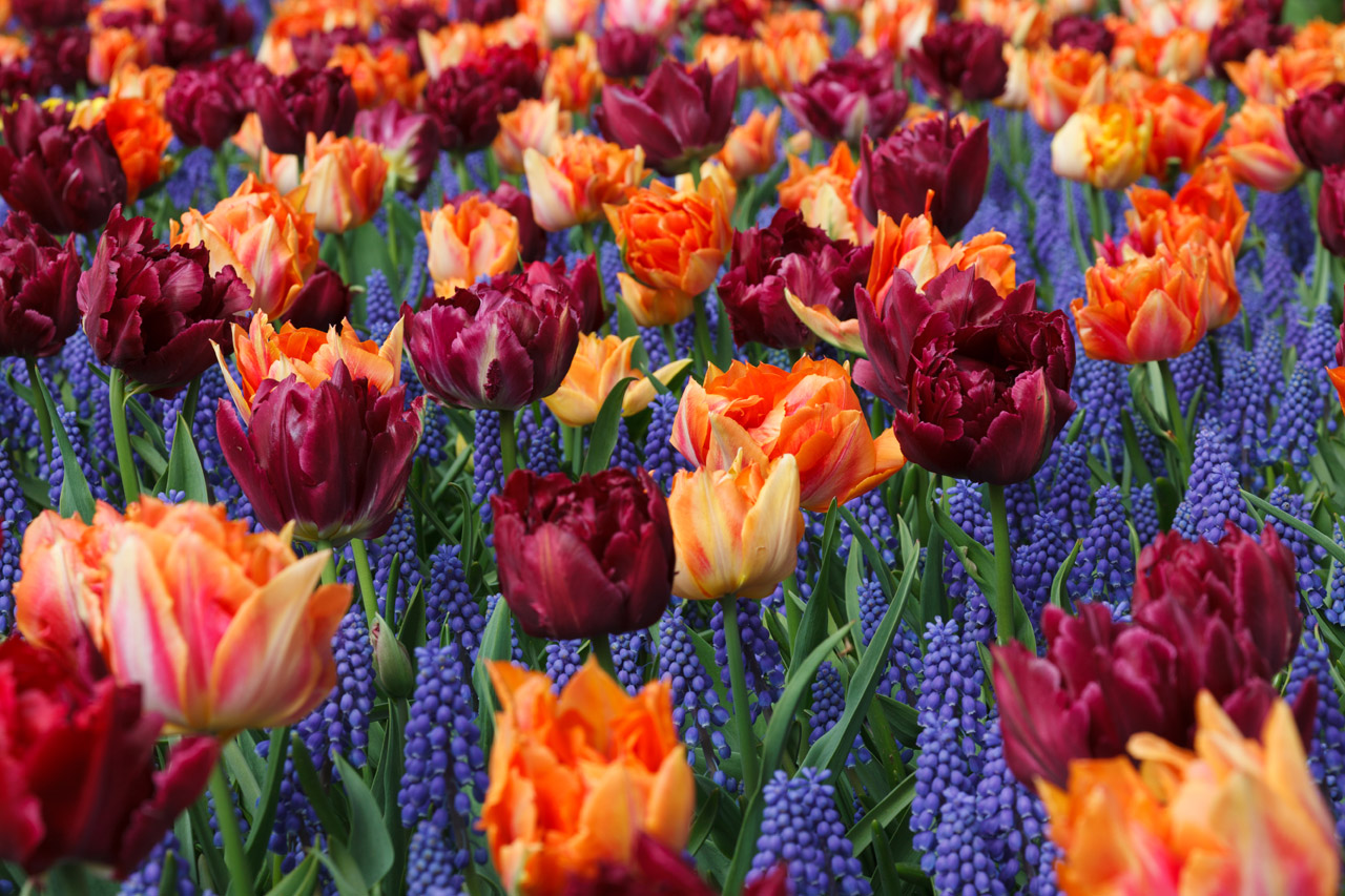 orange tulips flower free photo