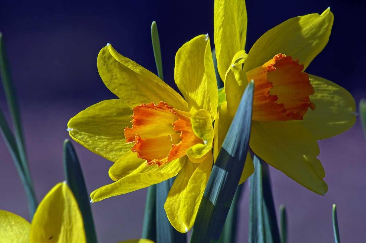 orange and yellow daffodil  garden  bloom free photo