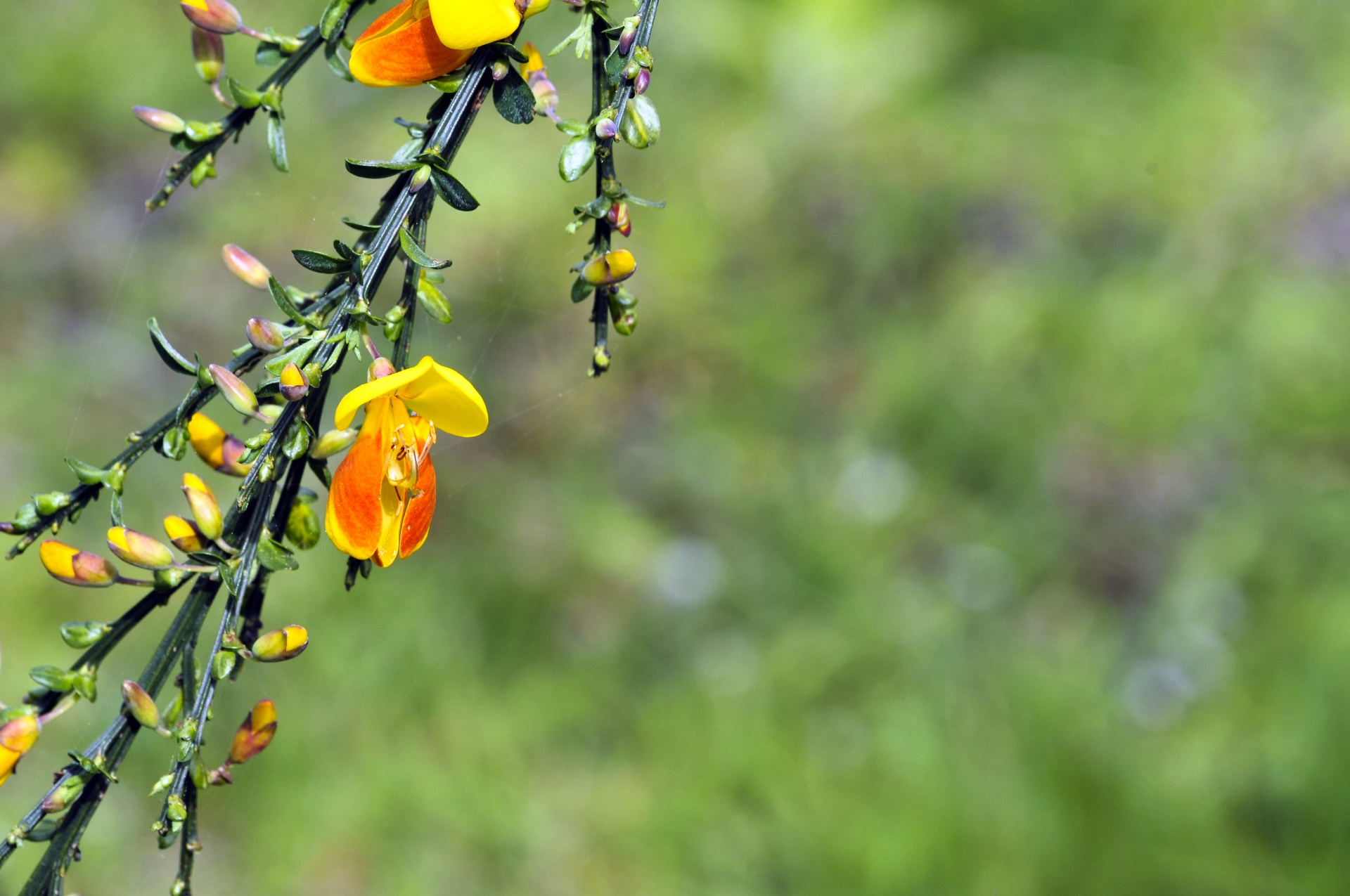 flower flowers orange free photo